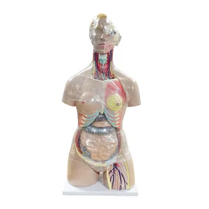 SY-N01801 85 cm Human Half Body Sexless Half Female Mannequins Women Model for Medical Education Used