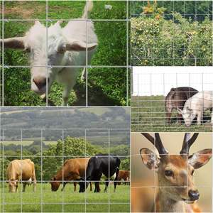 Clôture rurale robuste <span class=keywords><strong>Grillage</strong></span> galvanisé à chaud Clôture agricole Imperméable Cerf Champ Animal Cheval Clôture <span class=keywords><strong>Grillage</strong></span> - Product Image 5