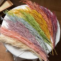 Offre Spéciale – Herbe à feuillage dentelé naturellement préservée, tiges séchées multicolores pour décoration de mariage bohème, maison et arrangements de fête