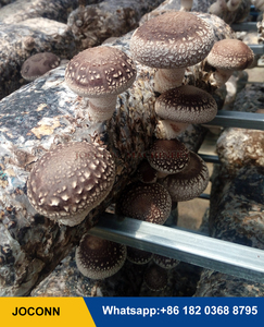 Sacs de culture de champignons bouton machines d'inoculateur de frai machine d'inoculateur de graines de champignons morel - Product Image 6