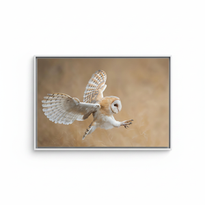 Barn Owl Canvas Art: Before Attack, Animal Wall Decor Print,WHITE <b>FRAMED</b> CANVAS - Product Image 2