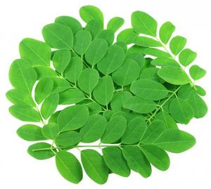 Penjualan laris bubuk <span class=keywords><strong>moringa</strong></span> organik bubuk daun <span class=keywords><strong>moringa</strong></span> - Product Image 2