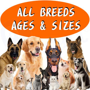 Produttore miscela personalizzata gustosi bastoncini di vitamina cane vitamine del cane - Product Image 5