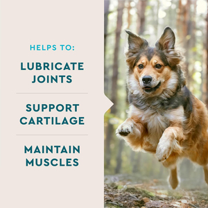 Soins de santé pour animaux de compagnie de qualité supérieure Comprimés à croquer Chiens âgés Chiots Soutien à la mobilité Glucosamine Chondroïtine MSM Friandises pour chiens Chats Poisson - Product Image 2
