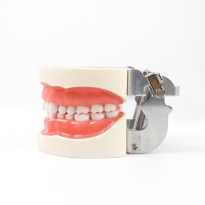 Modelo de Demostración Dental Estándar de 32 Dientes, Herramientas de Enseñanza y Entrenamiento de Odontología y Estomatología - Product Image 2