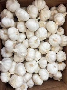 MEILLEUR PRIX - Ail frais biologique naturel blanc et blanc pur de qualité standard européenne en gros, provenant de Chine - Product Image 4