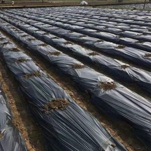 Plástico Negro Grueso para Cubrir el Suelo Agrícola - Product Image 3