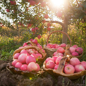 Pommes Fuji fraîches, Manzana Fresca, pomme rouge, <span class=keywords><strong>fruit</strong></span> frais, pomme Fuji chinoise - Product Image 5