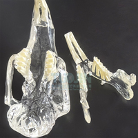 Modelo anatómico de dientes de conejo transparente, animales dentales, mandíbula Oral para educación, veterinaria Dental canina, decoración de oficina, demostración