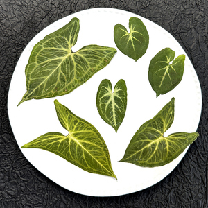 หัวลูกศร/ต้นมะยม/เนปไทริส/เอเวอร์กรีนแอฟริกัน/อเมริกันใบไม้แห้งกรอบงานศิลปะกดดอกไม้ - Product Image 2