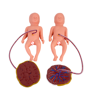 Simulador de Parto para Entrenamiento Integral en Habilidades de Parto, Modelo Anatómico de <span class=keywords><strong>Ginecología</strong></span> <span class=keywords><strong>y</strong></span> <span class=keywords><strong>Obstetricia</strong></span>, Enseñanza de Partería - Product Image 6