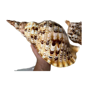 เปลือกหอยทริทอนขนาดใหญ่พิเศษ ของสะสมจากมหาสมุทร เปลือกหอยเปล่าธรรมชาติขนาดใหญ่จากชายฝั่งเวียดนาม - Product Image 1