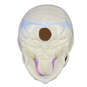 Modelo de calavera Fetal para enseñanza médica, esqueleto de plástico PVC, modelo de 3 piezas, mandíbula móvil, Cráneo de bebé - Product Image 2