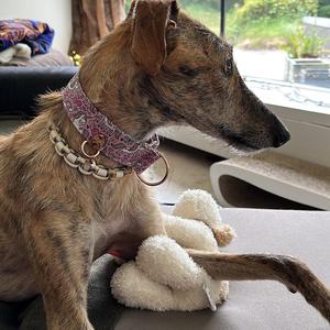 Colorido patrón estampado lindo unicornio perro <span class=keywords><strong>Collar</strong></span> ancho pulgadas Rosa galgo Luxe tela mascota proveedor Oem Slip Martingale perro <span class=keywords><strong>Collar</strong></span> - Product Image 5