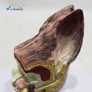 Modèle d'anatomie de l'oreille de chien ; spécimen de démonstration pour l'enseignement vétérinaire ; outil pédagogique pour les cours universitaires. - Product Image 4