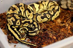 Bloc de literie en Fiber de Coco, substrat, écailles de noix de Coco, Coco pour Reptile serpent - Product Image 5