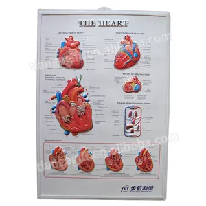 Custom printing plastic 3D embossed medical anatomical chart pvc posters for wall