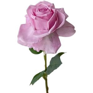 Rosas artificiales preservadas para siempre, accesorios de fotografía de flores, Día de San Valentín, graduación, decoración del hogar, adornos, Idea de regalo - Product Image 6