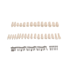 <span class=keywords><strong>Modelo</strong></span> Anatómico de Dientes con 28/32 Dientes Enroscables, Desmontable, para Enseñanza Dental, Estándar para Hospitales, Venta Directa de Fábrica - Product Image 4