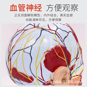 Modèle de distribution des nerfs superficiels et des vaisseaux sanguins dans la tête ; muscles de la tête humaine ; structure anatomique et vasculaire - Product Image 2