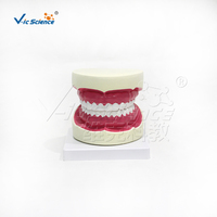Modelo Dental de 32 Dientes con Aumento 5X, Apertura Bucal Ajustable y Cepillo para Prácticas de Limpieza Dental, CE ISO ROHS CNAS