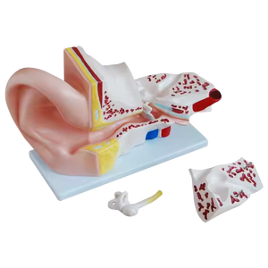 Modèle d'oreille géante de science médicale ADA et modèle de cerveau pour l'outil d'enseignement médical de démonstration de maladie - Product Image 2