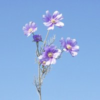 Fleurs artificielles, fleurs de Gesang, tige unique, fausses fleurs de Cosmos, fleurs artificielles pour la décoration de la maison et les décorations de mariage
