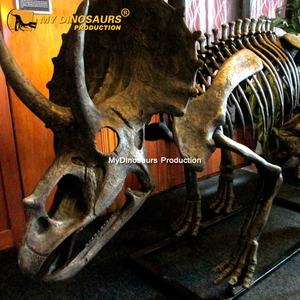 Mi Dino L144 personalizado tamaño Animal <span class=keywords><strong>gorila</strong></span> <span class=keywords><strong>esqueleto</strong></span> fósil para museo - Product Image 5