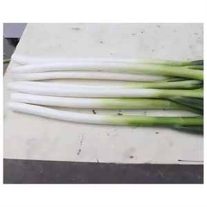 Máquina para Preprocesar Cebollín - Product Image 4