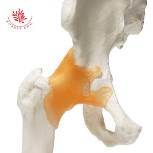 Modelo <span class=keywords><strong>de</strong></span> Educación Hip anatomía modelo <span class=keywords><strong>de</strong></span> seis conjunta modelos - Product Image 6