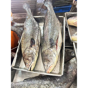 Poisson Croaker brun élevé en eau douce en vrac, 3+ kg, poisson surgelé IQF, croaker brun éviscéré - Product Image 1