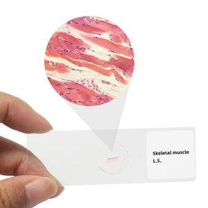 <span class=keywords><strong>Sistema</strong></span> muscular Diapositivas preparadas 7 piezas Músculo esquelético L.S. Portaobjetos de microscopio de Histología Recursos médicos Espécimen de tejido - Product Image 4