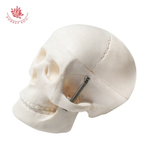 Modèle de Crâne Humain Miniature, Modèle Anatomique de la Tête, Modèle de Squelette Médical - Product Image 5