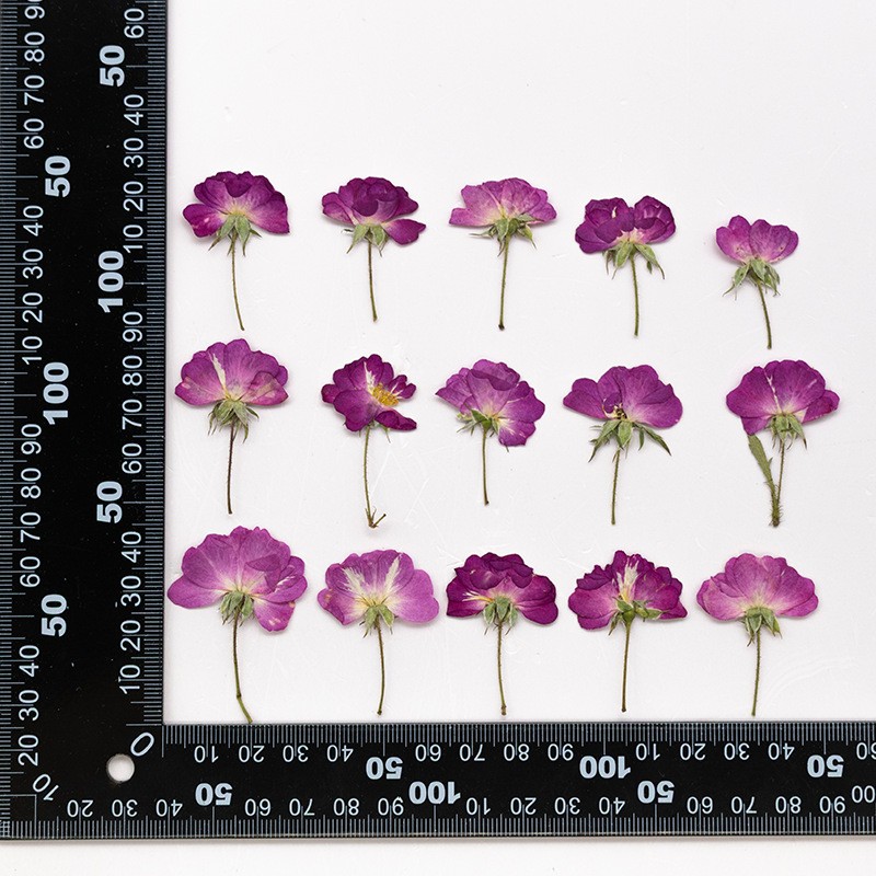 MH726 Yuejiceya Fuchsia naturel