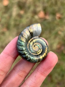 Figura de Concha de Caracol Pulida al por Mayor, Totem Anka, Cruz Ansata, Arte Folclórico, Feng Shui, Decoración del Hogar, Cristal de Sanación Reiki - Product Image 1