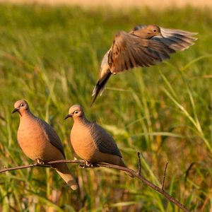 Lot de leurres réalistes pour colombes d'obsédition, oiseaux en repos et en perchoir avec clip de suspension facile pour la chasse - Product Image 4