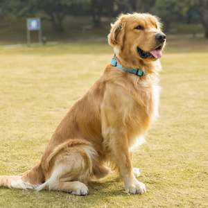 Martingale-<span class=keywords><strong>collar</strong></span> de entrenamiento para perros, <span class=keywords><strong>collar</strong></span>ín personalizado de lujo, de diseño para mascotas, fabricantes grandes y personalizados - Product Image 4