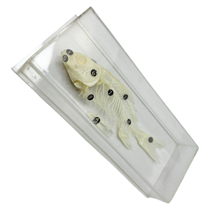 <span class=keywords><strong>Esqueleto</strong></span> <span class=keywords><strong>de</strong></span> pescado modelo bio laboratorio <span class=keywords><strong>de</strong></span> la escuela clase muestra enseñanza SIDA - Product Image 5