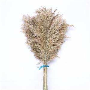 Herbe de la Pampa Séchée de Haute Qualité, Écologique, Grande et Moelleuse, Plus de 120 cm, pour Décoration Bohème et Aménagement Intérieur d'Événements, Vente en Gros - Product Image 4