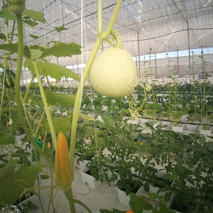 Système hydroponique intelligent à seaux hollandais pour la culture de poivrons/tomates/concombres/aubergines/melons <span class=keywords><strong>en</strong></span> serre - Product Image 2