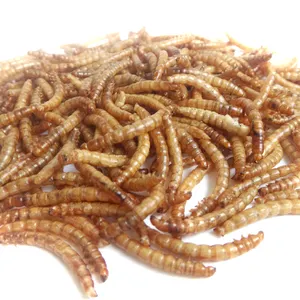 RM Đánh Giá Hàng Đầu 100G Khô Mealworm Cho Chim Hoang Dã