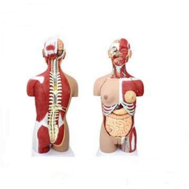 Anatomie Muscle Torso: Realistic Medical Models