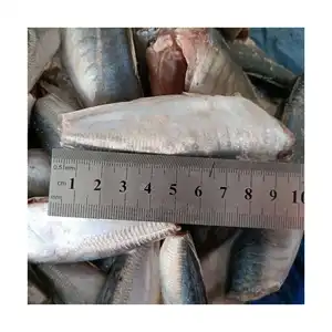 X 181 Good Price HACP Frozen Round Scad Fish high quality frozen mackerel HGT