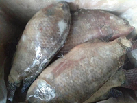 Iqf Snelle China Tilapia Producenten Diepvriesvoer Vis Tilapia Bevroren Tilapia Vis Prijs