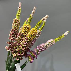Stelo di <span class=keywords><strong>Fiore</strong></span> Artificiale Realistico Premium, Finto <span class=keywords><strong>Digitalis</strong></span> per Decorazioni Centrotavola Casa e Matrimoni, Vendita all'Ingrosso - Product Image 3