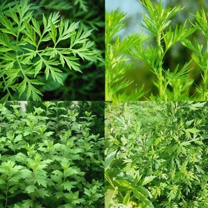 Machine de séparation et de décapage des <span class=keywords><strong>feuilles</strong></span> et des tiges de menthe <span class=keywords><strong>pour</strong></span> l'agriculture - Product Image 3