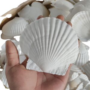 Bán Buôn Lớn Sò Biển Vỏ Nguyên Đánh Bóng Vỏ Sò Cho Hải Lý Tường Trang Trí Nội Thất Vẽ Thủ Công Mỹ Nghệ Trang Trí <span class=keywords><strong>Conch</strong></span> Phong Cách Động Vật - Product Image 4
