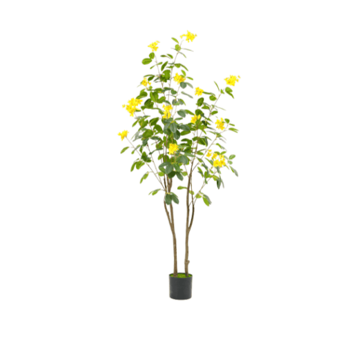 Jasmin jaune 2