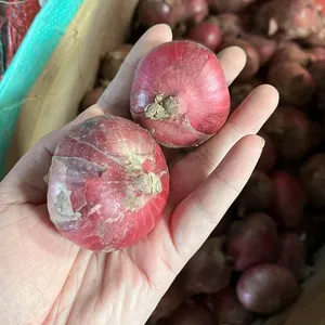 2023 nouvelle saison légumes chinois frais rouge jaune blanc petit oignon prix par tonne de Chine oignon rouge frais de l'acheteur indien