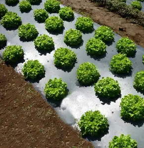 काले प्लास्टिक गीली घास फिल्म, छेद के साथ कृषि प्लास्टिक गीली घास फिल्म